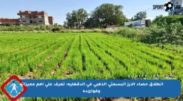 انطلاق حصاد الأرز البسمتي الذهبي في الدقهلية: تعرف على أهم مميزاته وفوائده